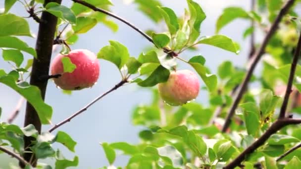 Apple tree branch with apples after rain. — Stock Video