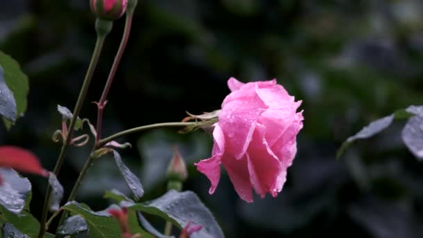 Красива рожева троянда з краплями води . — стокове відео