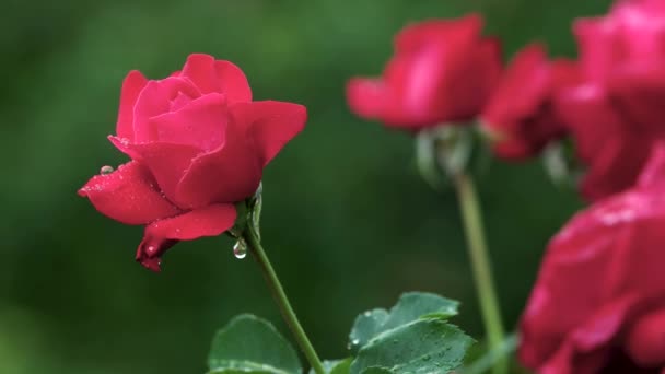 庭で美しい赤いバラが成長. — ストック動画