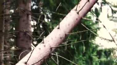 Ormancılar ormandaki ağaçları yontıyor.