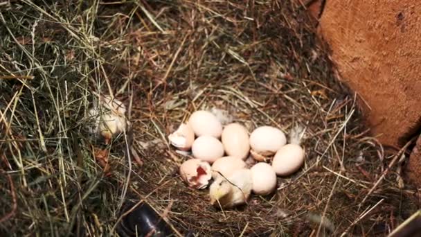 Yuvada yeni doğan tavuklar ve yumurtalar. — Stok video