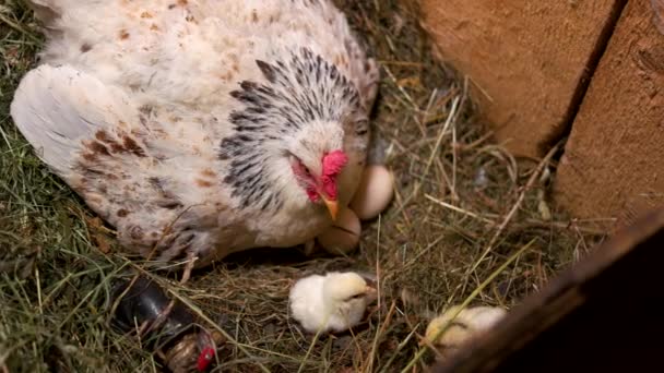 Galinha com filhotes recém-nascidos no ninho . — Vídeo de Stock