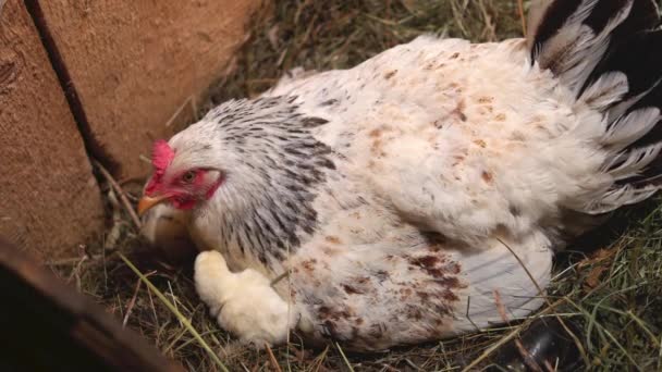 Nesting mother hen with chicks. — Stock Video