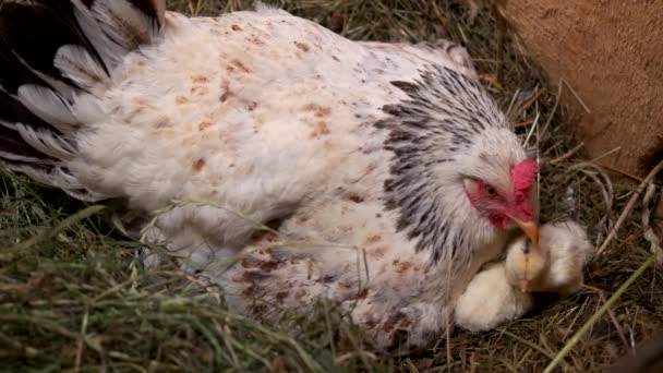 Baby kippen en moeder kip in nest. — Stockvideo