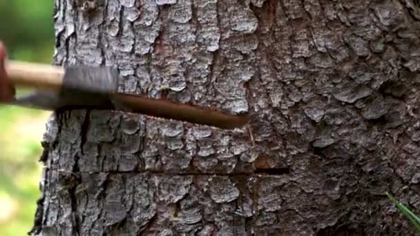 Close up de homem cortando madeira com um machado . — Vídeo de Stock