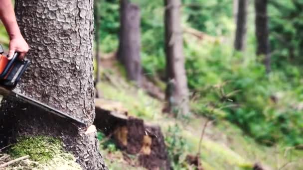 숲에서 전기 톱으로 나무를 자르는 남자. — 비디오