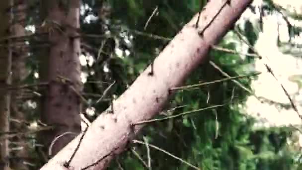 Skogsbrukare som fäller träd i skogen. — Stockvideo