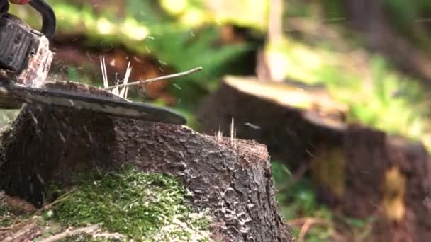 Taglio albero con motosega da vicino . — Video Stock