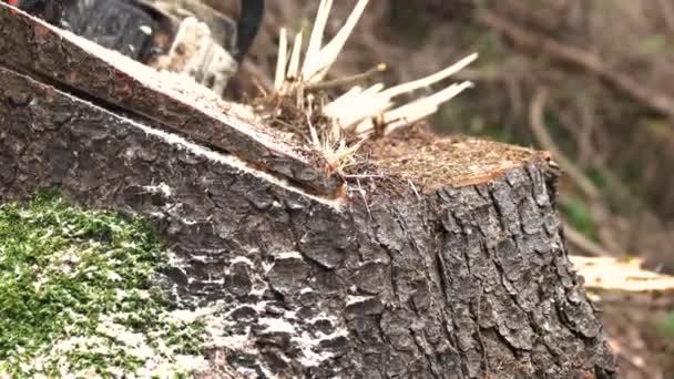 Person sägt Baumstamm mit Kettensäge. — Stockvideo