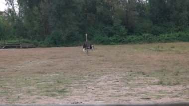 Yazın çiftlikte yürüyen devekuşu.