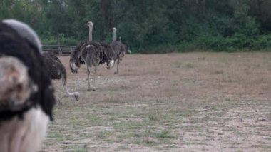 Yaz aylarında yerli devekuşu çiftliği.