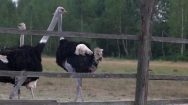 Sevimli büyük devekuşları çiftlik alanında yürüyüş.