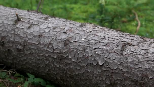 Свежевырубленное дерево в лесу . — стоковое видео
