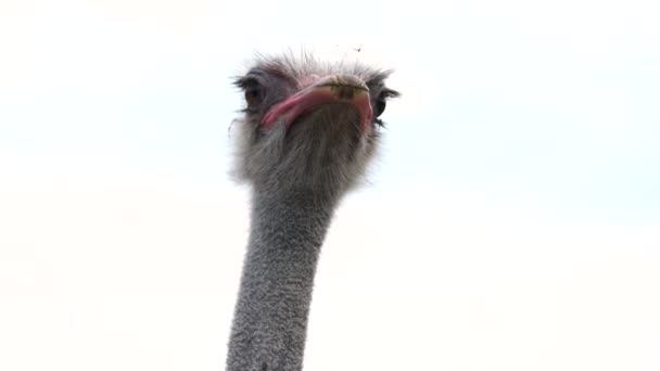 Голова страуса изолирована на белом фоне . — стоковое видео