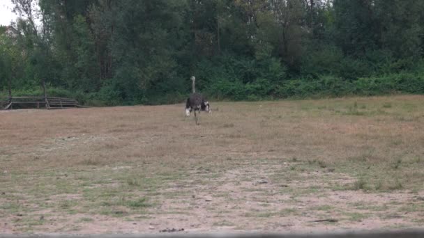 Ostrich walking on farm in summer. — Stock Video