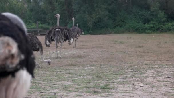 Fattoria di struzzi domestici in estate . — Video Stock