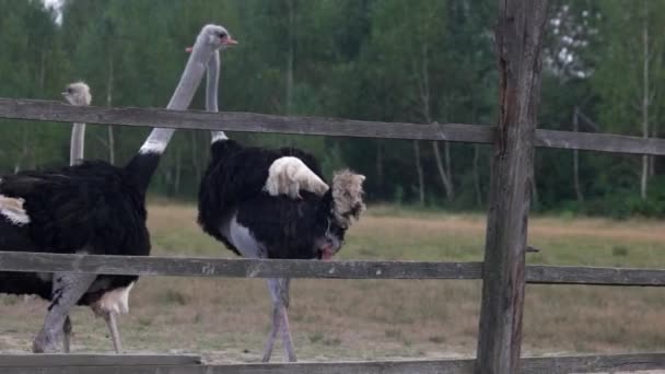 Lindos avestruces grandes caminando en el campo de la granja . — Vídeos de Stock