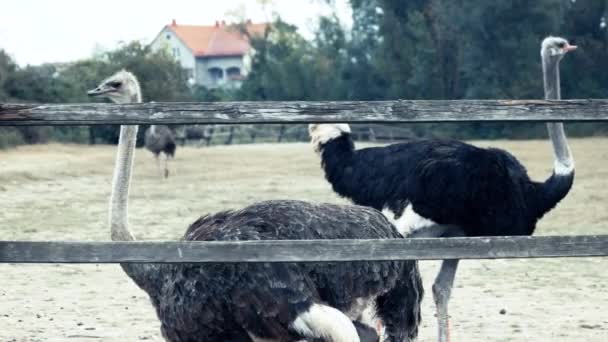 Struisvogels wandelen op boerderij veld. — Stockvideo