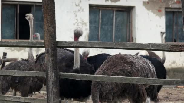 Ostriches at an ostrich farm. — Stock Video