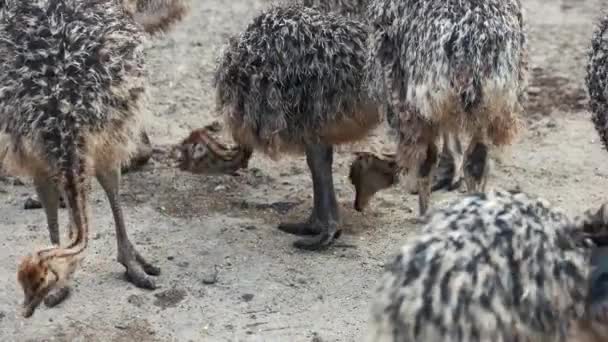 Grupo de avestruces jóvenes en la granja de cría . — Vídeos de Stock