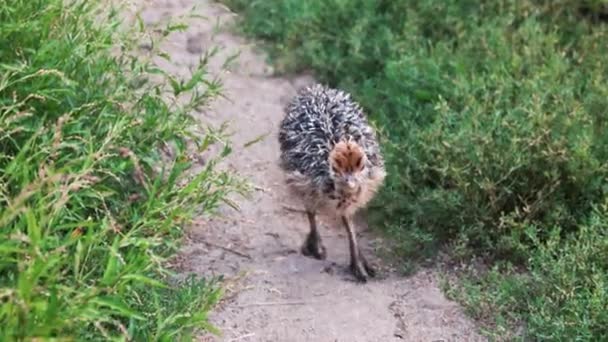 Bebé avestruz caminando al aire libre . — Vídeos de Stock