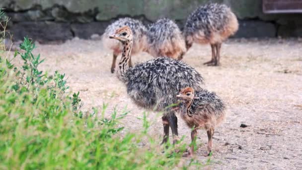 Bebé avestruces en una granja de avestruces . — Vídeos de Stock