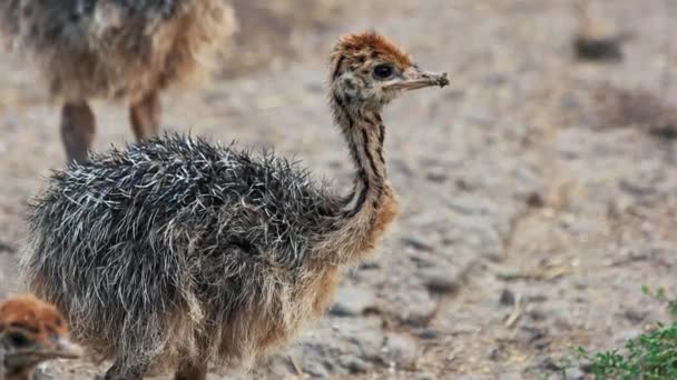 Cute baby ostrich outdoors. — Stock Video