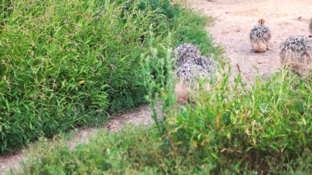 Baby ostriches walking at the farm. — Stock Video