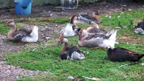 Flock inhemska gäss vilar på grönt gräs. — Stockvideo