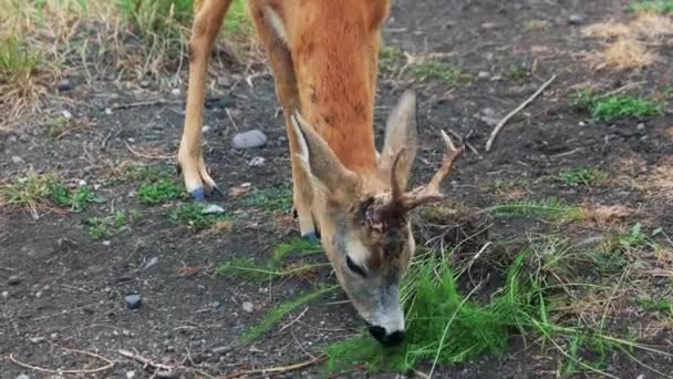 Lindo ciervo joven comiendo hierba en la granja . — Vídeos de Stock