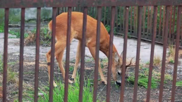 Jeunes cerfs broutant dans une ferme d'animaux sauvages . — Video