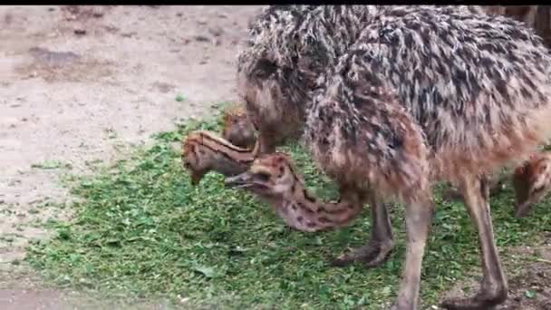 Baby ostriches feeding at ostrich farm. — Stock Video