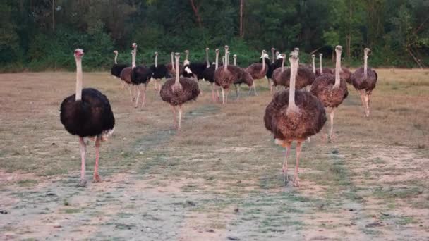 Группа больших страусов идет по полю . — стоковое видео