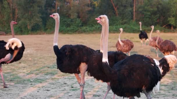 Ostriches at the farm on summer. — Stock Video