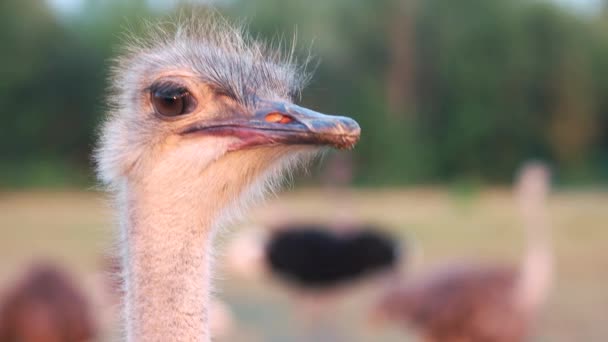 Lustige Strauße auf verschwommenem Hintergrund. — Stockvideo