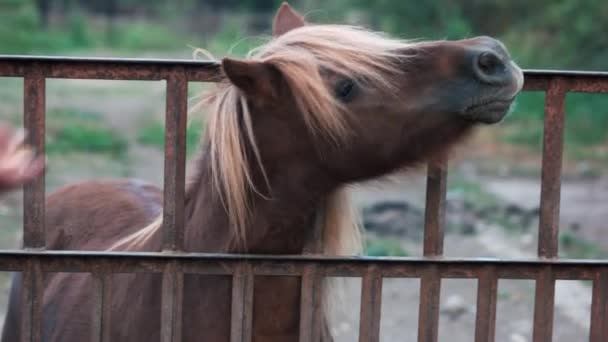 Hombre alimentación pony en la granja . — Vídeos de Stock