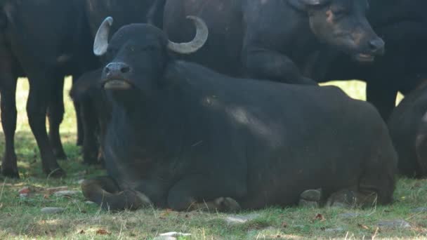 Nagy fekete bika legeltetett a legelőn. — Stock videók