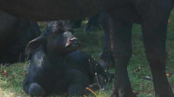 Hezký černý býk na letní pastvině. — Stock video