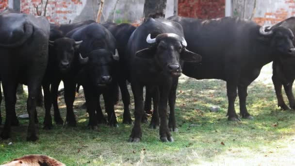 목초지에서 방목하는 국산 쇠고기 소. — 비디오