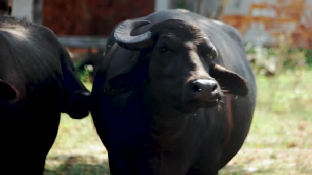 Gran toro negro pastando en un día soleado . — Vídeo de stock