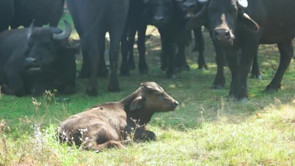 Говяжий скот пасущийся на зеленом лугу . — стоковое видео