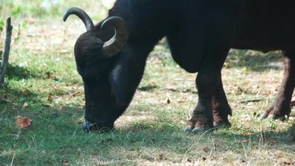 Großer schwarzer Bulle weidet auf Weide. — Stockvideo