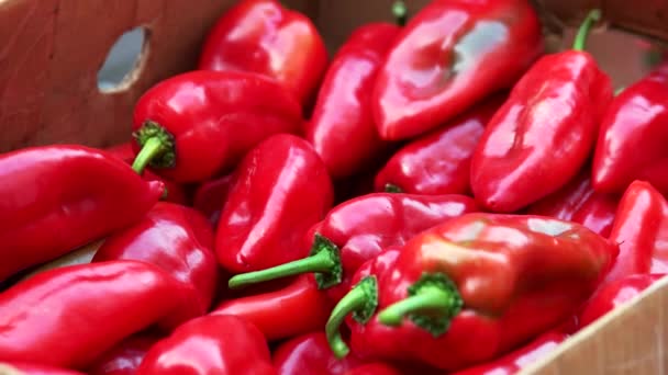 Oogsten van rijpe paprika close up. — Stockvideo
