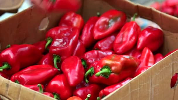 Cosecha de la caída de pimiento rojo de cerca . — Vídeos de Stock