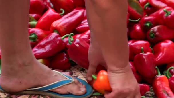 Close-up van boer die paprika's in emmer zet. — Stockvideo