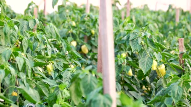 Rows of green paprika pepper plants. — Stock Video