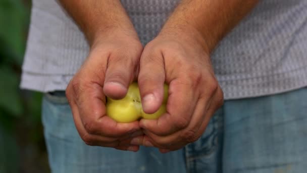 Ripe yellow bell pepper in male hands. — Stock Video