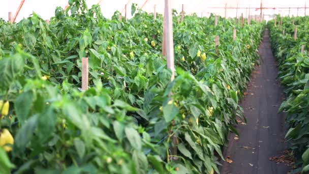 Cultivation of bell peppers in commercial greenhouse. — Stock Video