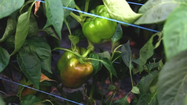 Green bell peppers growing in the garden. — Stock Video