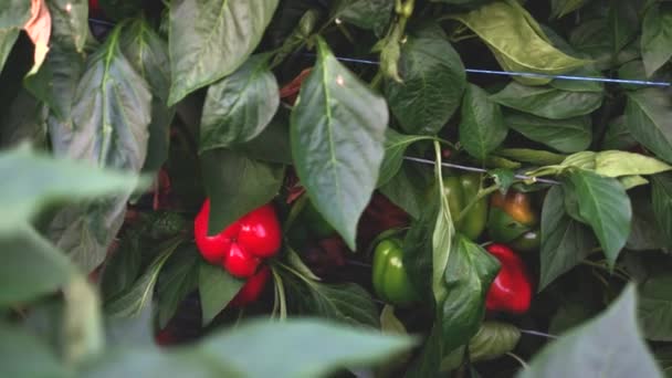 Sweet red peppers growing in a garden. — Stock Video